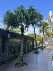 The Parc Condominium (D5), Condominium #459254701